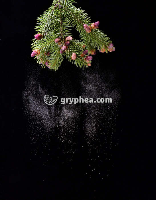 Epicea fleurs mâles + pollen - gryphea.org